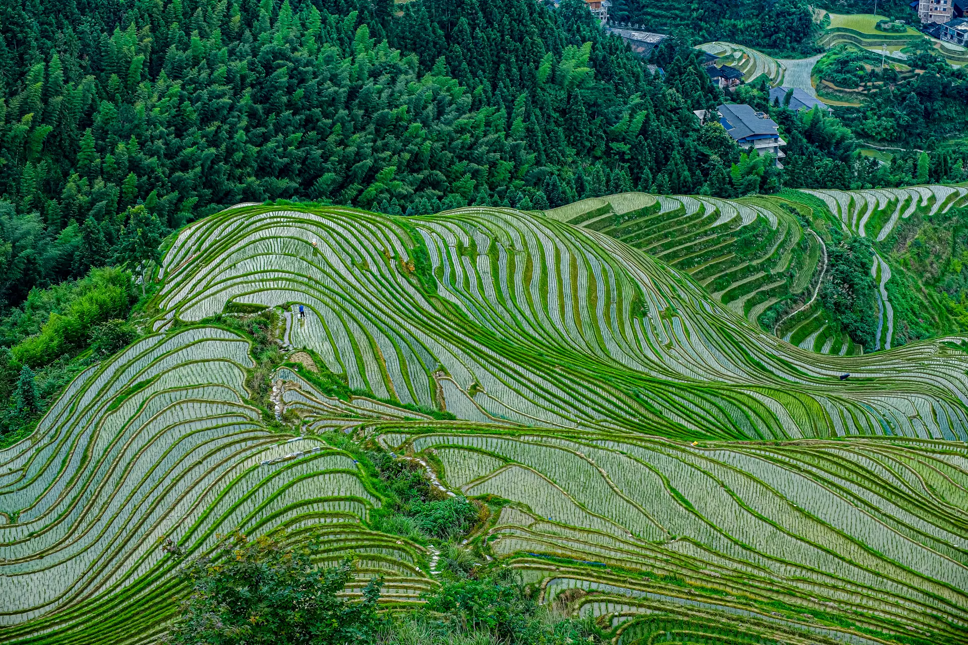 龙脊梯田 .webp